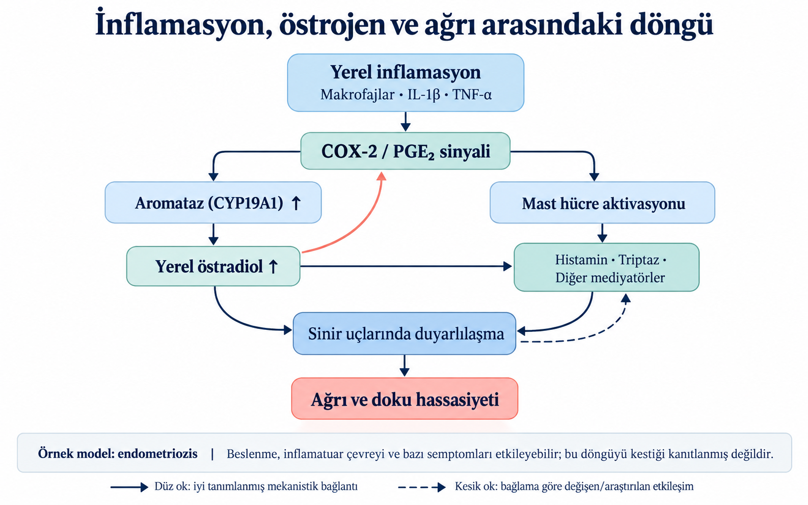 Endometriozis örneğinde yerel inflamasyon, COX-2/PGE₂ sinyali, aromataz, yerel östradiol ve mast hücresi–sinir etkileşimini gösteren mekanizma şeması.
